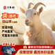 羊家旺山羊寧夏灘羊肉30斤整只白山羊新鮮冷鮮肉中秋禮盒源頭直發(fā)