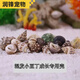 天然寄居蟹替換殼天然海螺貝殼魚(yú)缸裝飾品調節寄居蟹蟹殼混裝 天然寄居蟹成長(cháng)專(zhuān)用海螺殼 大型【5個(gè)不重復】寄居蟹殼【越2-2.5口】