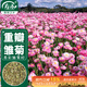壽禾 雛菊種子苗四季種植菊花盆栽花草種籽 濰育壽彩雛菊種子2千粒