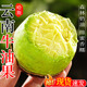 云南哈斯牛油果國產(chǎn)新鮮水果當季大果熟即食鱷梨健身減脂幼兒輔食 4個(gè) 單果190-220g 超大巨無(wú)霸