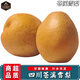 南步四川蒼溪大雪梨 廣元特產(chǎn)黃金梨稱(chēng)坨梨施家梨黃皮梨麻皮新鮮水果 9斤 精選中果【9枚裝】
