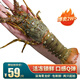 鱘好物 新鮮國產(chǎn)小青龍蝦 大龍蝦花龍蝦 鮮活冷凍大蝦生鮮蝦類(lèi) 海鮮水產(chǎn) 200-250g/只【熱銷(xiāo)款】