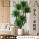 臨雅特級多頭龍血樹(shù)室內客廳大型綠植物龍須樹(shù)好養活風(fēng)水樹(shù)盆栽高級感 【旗艦款】多頭龍血樹(shù)1.3-1.5m+大米白聚寶盆