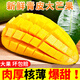 甜果源源 新鮮大青芒 新鮮芒果熱帶應(yīng)季水果果園樹上現(xiàn)摘芒果禮品整箱包郵 凈重5斤【80%人選擇】