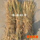天然干稻草做霉豆腐的稻草屋頂裝飾草簾遮陽(yáng)稻草簾子牛羊草料稻草 普通稻草 5斤