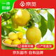 京覓重慶潼南黃檸檬凈重1斤單果100-150g生鮮水果源頭直發(fā)包郵