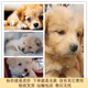 混血小型幼犬活體小型犬家養寵物狗狗不挑食易養活活體狗 混血級 金毛混血