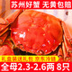 【活蟹】龍行大閘蟹現貨 鮮活螃蟹六月黃公母河蟹水產(chǎn)海鮮禮盒裝 全母蟹2.5-2.8兩  8只