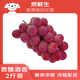 京鮮生 妮娜皇后葡萄 紅酒風味無籽紅提 2斤裝 單果12g起 生鮮高端水果