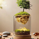 創(chuàng  )意綠植微景觀(guān)植物小夜燈桌面擺件生日禮物房間客廳diy裝飾盆栽 有光青年-無(wú)線(xiàn)
