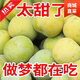 正宗四川汶川青脆李子5斤特大新鮮水果當季脫骨李空心 5斤 10-20g爆甜爆脆