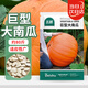 北蔬 巨型南瓜種子苗特大賞食用南瓜籽 (大瓜約80斤)巨型南瓜種子25粒