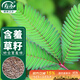 壽禾 含羞草種子種苗四季種植花草種籽 濰育含羞草種子200粒