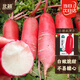 北蔬 紅蘿卜種子苗秋季白心滿(mǎn)身紅水蘿卜蔬菜種籽 小胖水蘿卜種子10g