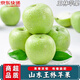 南步山東王林蘋(píng)果【JD速發(fā)】日本青森水蜜桃蘋(píng)果雀斑美人蘋(píng)果新鮮水果 9斤 精選大果【單果80mm+】