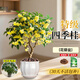 臨雅四季桂花盆栽樹(shù)苗濃香型新中式盆景矮樁綠植桌面辦公室內盆栽植物 四季桂+花瓣盆(40cm-60cm)