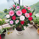 月季村茶花樹(shù)苗四季香妃花卉盆栽五色赤丹6年苗【65-70厘米高】源頭直發(fā)
