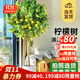 花財主大型盆栽綠植 檸檬樹(shù)鴨腳木發(fā)財樹(shù)天堂鳥(niǎo)綠植室內客廳大盆栽 S級香水檸檬1.5-1.7米【鉆石盆】 含盆