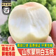 京蚨鮮山東蒙陰奶油大白桃 應季脆桃白玉桃脆甜毛桃水蜜桃 凈重5斤【單果200g左右】順豐jd