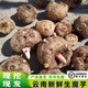 魔芋新鮮現挖大個(gè)魔芋魔芋豆腐新鮮原料農家自種應季大魔芋批發(fā) 3斤 單果200g+