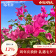 虹越（HONGYUE）三角梅盆栽苗花苗 盆景爬藤造景觀賞彩色花卉植物 同安紅170#（帶盆栽好）
