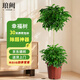 瑯闕幸福樹(shù)大型客廳綠植室內好養辦公室大盆栽擺件雙層/原盆源頭直發(fā)