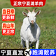 德勝魁全羊整只 正宗寧夏灘羊肉禮盒 新鮮現殺 綿羊羔黑山羊原切清真白山羊整只30斤