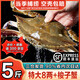 海澤鮮 舟山梭子蟹當(dāng)季鮮活 液氮瞬凍大規(guī)格梭子蟹冰鮮活凍大螃蟹 5斤 凈重*【8兩以上/只】 超大肥美