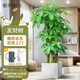 植男植女步步高發(fā)財樹(shù)大棵盆栽客廳落地室內大型綠植物綠植招財樹(shù)源頭直發(fā)