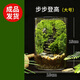 苔蘚微景觀(guān)創(chuàng  )意桌面微觀(guān)造景植物擺件禮物減壓綠植生態(tài)瓶diy材料 步步登高-（成品發(fā)貨）