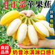 智穎源廣東蘋(píng)果蕉新鮮香蕉蘋(píng)果粉蕉軟糯香甜整箱現發(fā)青蕉-凈重3斤【嘗鮮裝】