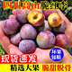集南鮮  四川脆紅李 新鮮當季李子水果現摘現發(fā)大果 含箱5斤大果 單果15g起 凈重4.5斤