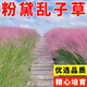 粉黛亂子草種子毛芒亂子草多年生觀(guān)賞花卉種籽子播庭院網(wǎng)紅草 粉黛亂子草種子100克
