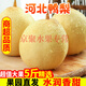 正宗河北大鴨梨新鮮水果10斤水晶梨子當季整箱5斤趙縣雪梨 5斤 中果