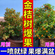 艾尚棵金桔樹專用肥營養(yǎng)液果樹保花保果藥防落果藥促生長提質(zhì)硫酸氮磷鉀 1瓶【金桔營養(yǎng)液】