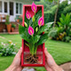 去甲醛靜化空氣花卉植物水培紅掌室內客廳擺放四季開(kāi)花好養凈化空 粉色【甲醛克星】6年苗【買(mǎi)一送一】可開(kāi)66朵