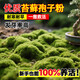 苔蘚孢子粉種子青苔吸水石盆盆景魚(yú)缸草粉造景植物假山草皮生長(cháng) 【精品苔蘚孢子粉】2包裝