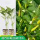 壽禾辣椒苗子大全小米椒秋冬季蔬菜苗壽光秧苗帶土盆栽陽臺菜苗子 小米椒辣椒苗6棵