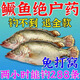 谷道香主攻鱖魚(yú)餌料桂魚(yú)桂花魚(yú)小藥野釣泡路亞軟餌假餌誘魚(yú)添加劑神器1瓶【試用裝】空軍包退