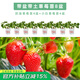 壽禾草莓苗帶土發(fā)貨大苗壽禾苗場(chǎng)四季帶盆栽好秋冬季批發(fā)奶油秧苗 （小白4盆+奶油4盆）草莓苗8盆