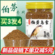 朝歌鳥 伯勞鳥食飼料營養(yǎng)合理背棕伯勞專用鳥飼料鳥糧畫眉伯勞鳥食500g 1桶