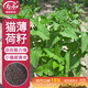 壽禾 貓薄荷種子苗可食用四季香草籽 濰豐檸檬貓薄荷種子3g約4800粒