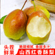 京鮮鯤山西紅香酥梨 新鮮水果 酥梨現(xiàn)摘水果脆甜梨子生鮮 凈重4.5斤活動裝