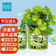 植男植女含羞草罐頭盆栽 幼兒園兒童種植小綠植種子觀(guān)察diy室內送人禮物