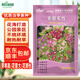 斡爾園林五彩石竹花籽四季播種花種籽庭院別墅陽(yáng)臺盆栽耐熱耐旱多年生種子