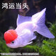 彌翠園金魚(yú)觀(guān)賞魚(yú)冷水耐活招財寵物魚(yú)鴻運當頭紅獅子頭丹頂紅草金錦鯉魚(yú) 8-10厘米鴻運當頭5條