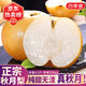 京地達山東萊陽(yáng)秋月梨正宗梨子秋月梨新鮮水果4.5斤單果350g+源頭發(fā)包郵