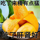 信盛堂胖東l來甄選海南小臺芒 水果熱帶芒果現(xiàn)摘臺農(nóng)味可做水果罐頭現(xiàn)貨 3斤
