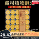 無(wú)煙酥油蠟燭燈供佛燈小太陽(yáng)植物天然酥油室內長(cháng)明燈居家煮茶蠟燭 4小時(shí)100粒-黃色1盒