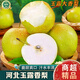 南步正宗冰糖玉露香梨【樹上熟梨】當(dāng)季香酥梨雪梨翠冠梨新鮮水果整箱 10斤 精選大果【單果250g+】